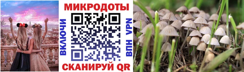 Купить  Красный Кут  Псилоцибиновые грибы Psilocybine cubensis 